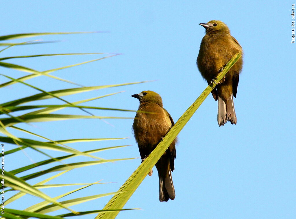 Palm Tanager