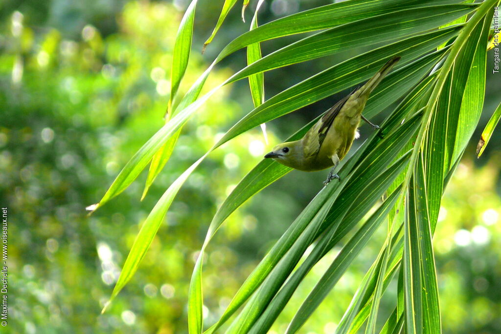 Palm Tanager