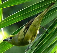 Palm Tanager