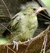 Palm Tanager