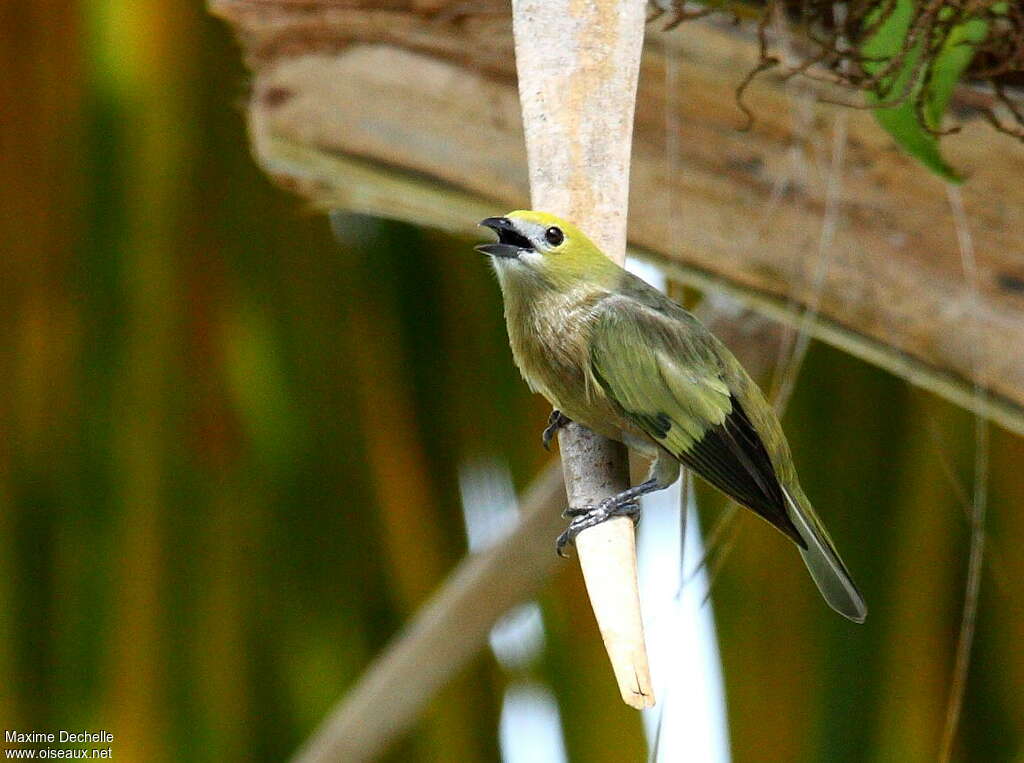 Palm Tanageradult, song