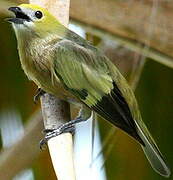 Palm Tanager