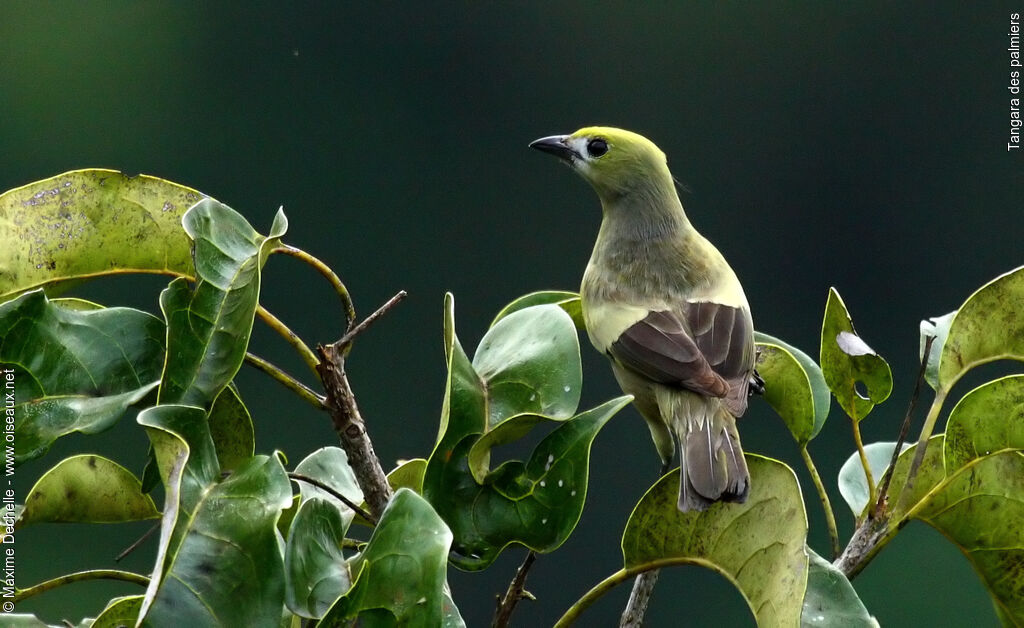 Palm Tanager, identification