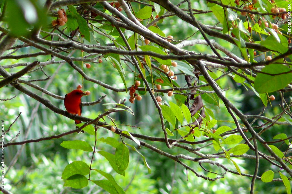 Scarlet Tanager male adult