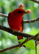 Scarlet Tanager