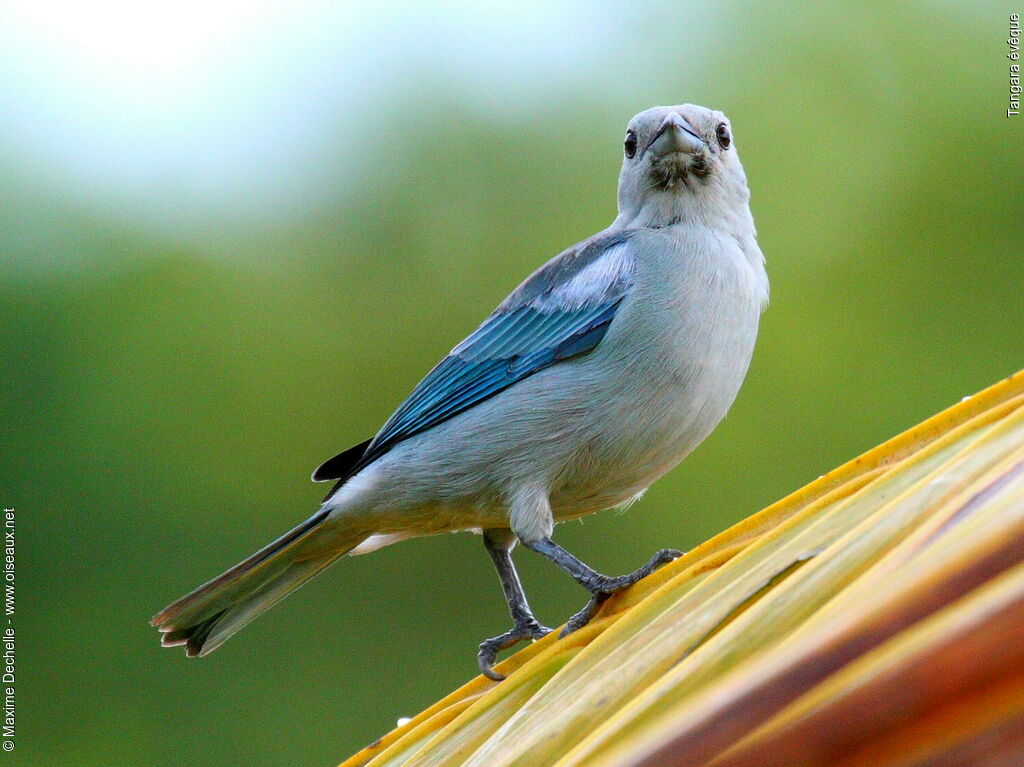 Blue-grey Tanager