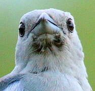 Blue-grey Tanager