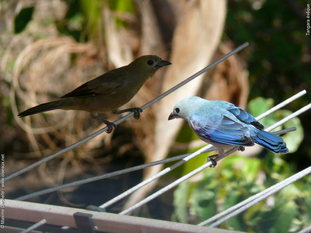 Blue-grey Tanager