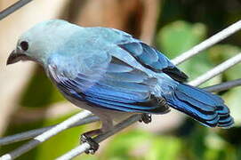 Blue-grey Tanager