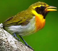 Guira Tanager