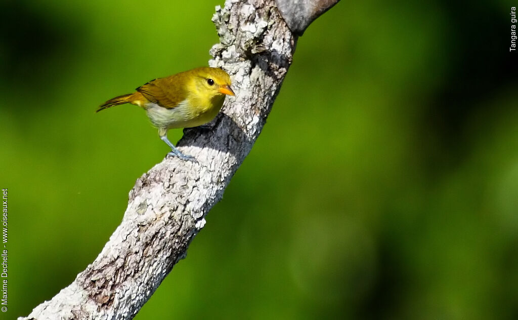 Guira Tanager female adult, identification