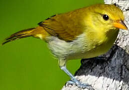 Guira Tanager