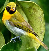 Guira Tanager