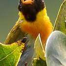 Tangara guira