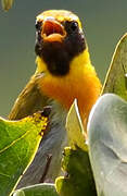 Guira Tanager