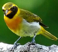 Guira Tanager