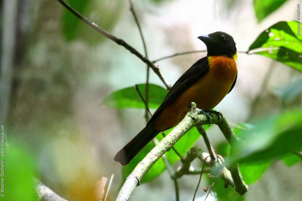 Fulvous Shrike-Tanager