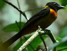 Fulvous Shrike-Tanager