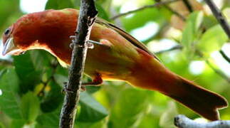 Summer Tanager