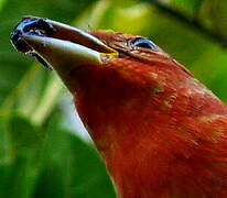 Summer Tanager