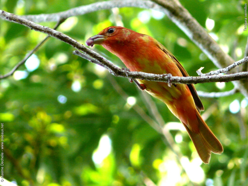 Tangara vermillon mâle immature