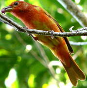 Summer Tanager