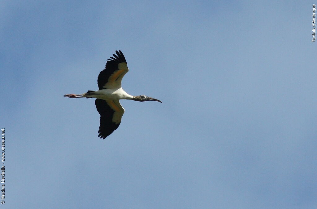 Wood Stork, Flight