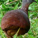 Tinamou soui