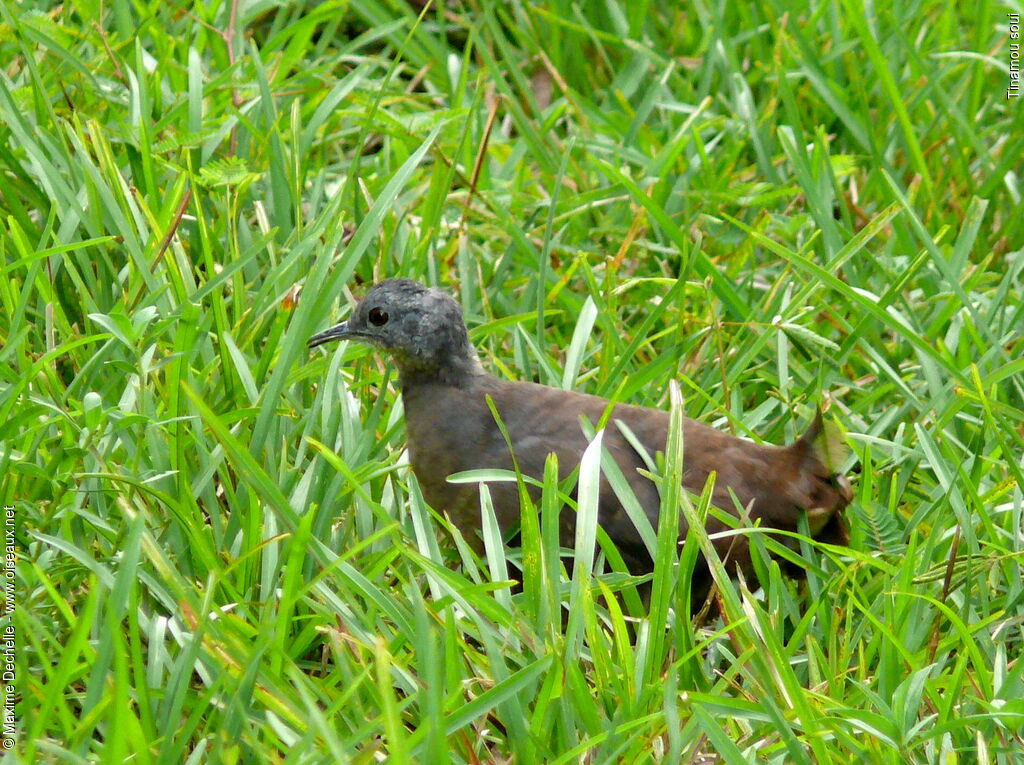 Little Tinamou