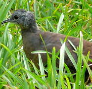 Little Tinamou