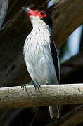 Black-tailed Tityra