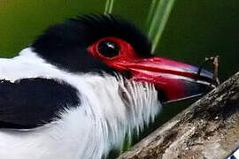 Black-tailed Tityra