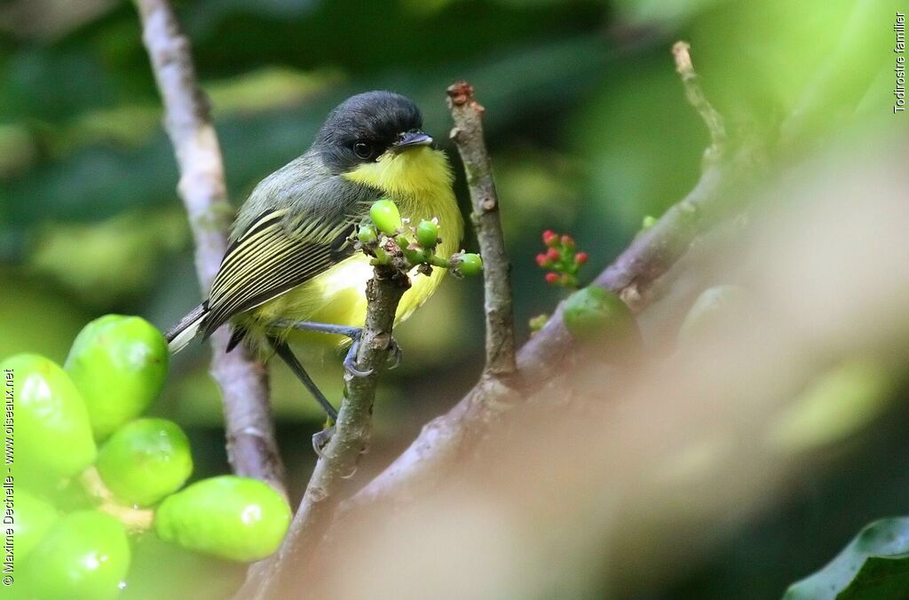 Common Tody-Flycatcherimmature