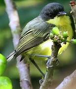 Common Tody-Flycatcher