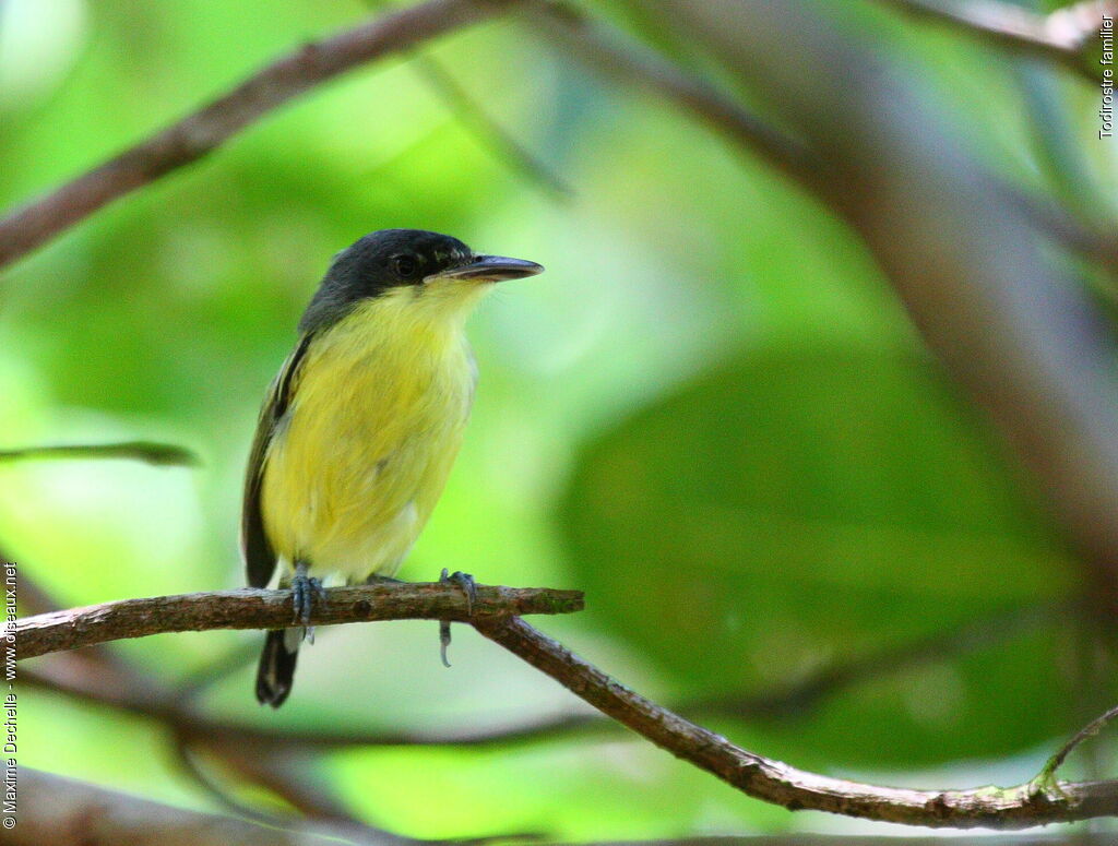 Todirostre familierimmature, identification