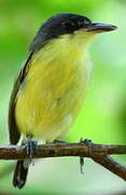 Common Tody-Flycatcher