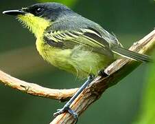 Common Tody-Flycatcher