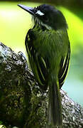 Painted Tody-Flycatcher