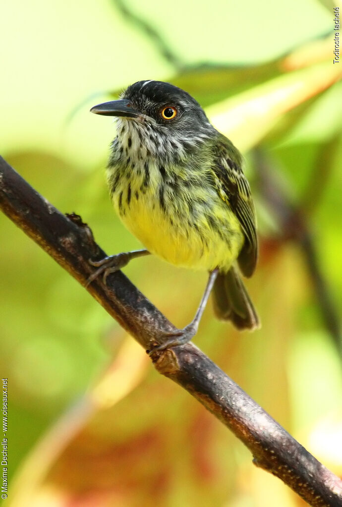 Spotted Tody-Flycatcheradult