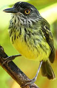 Spotted Tody-Flycatcher