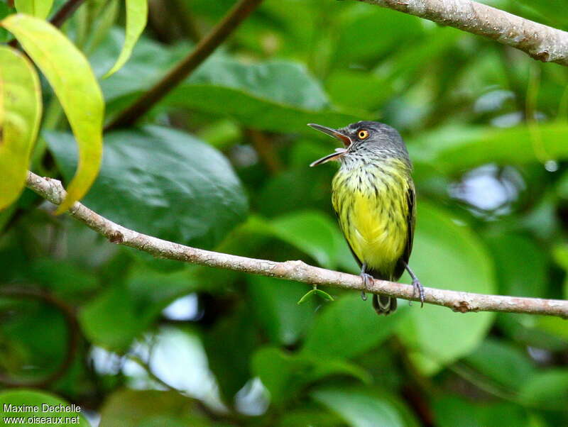 Spotted Tody-Flycatcheradult, identification, song