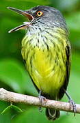 Spotted Tody-Flycatcher