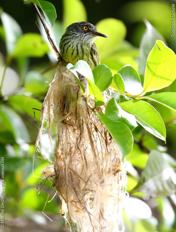 Spotted Tody-Flycatcheradult, identification, Reproduction-nesting