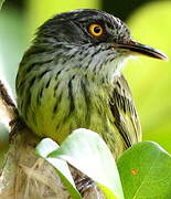 Spotted Tody-Flycatcher