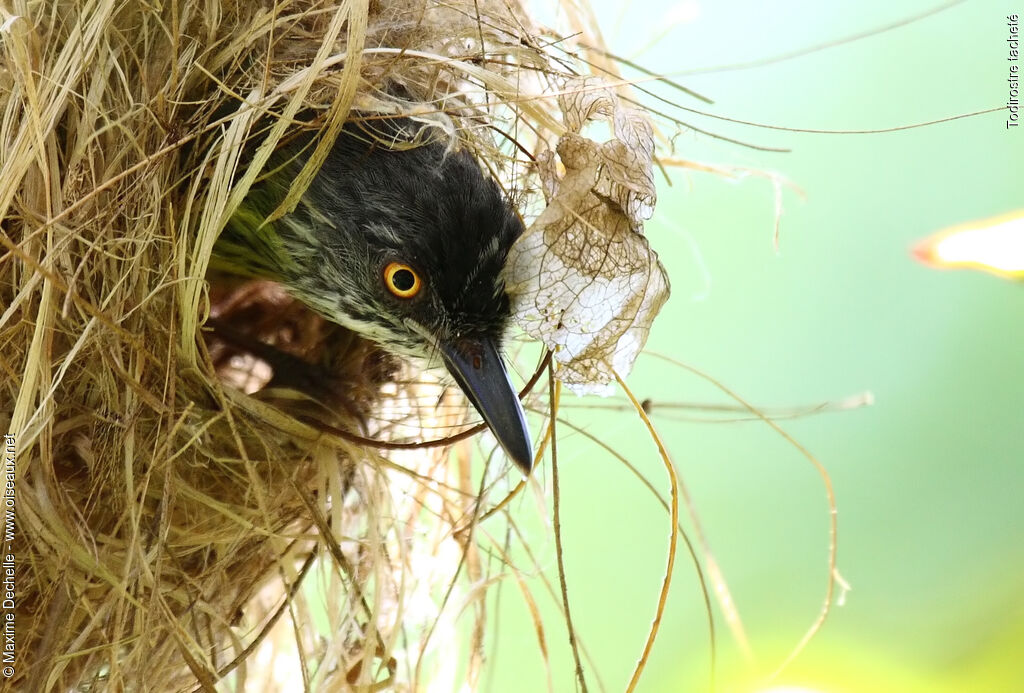 Spotted Tody-Flycatcheradult, Reproduction-nesting