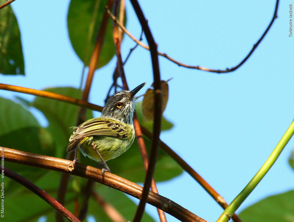 Todirostre tachetéadulte, identification