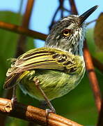 Spotted Tody-Flycatcher