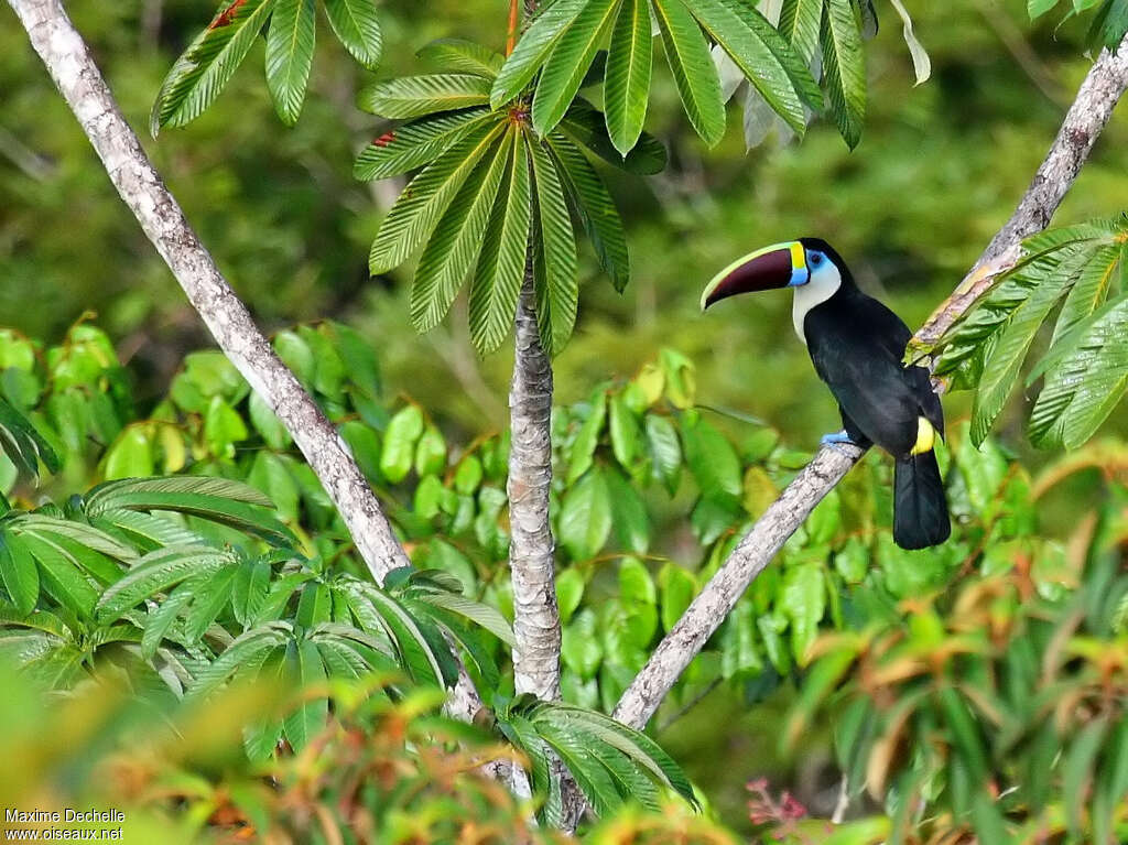 Toucan à bec rougeadulte, habitat, pigmentation