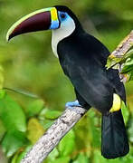 White-throated Toucan