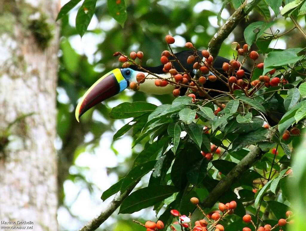 White-throated Toucanadult, habitat, feeding habits